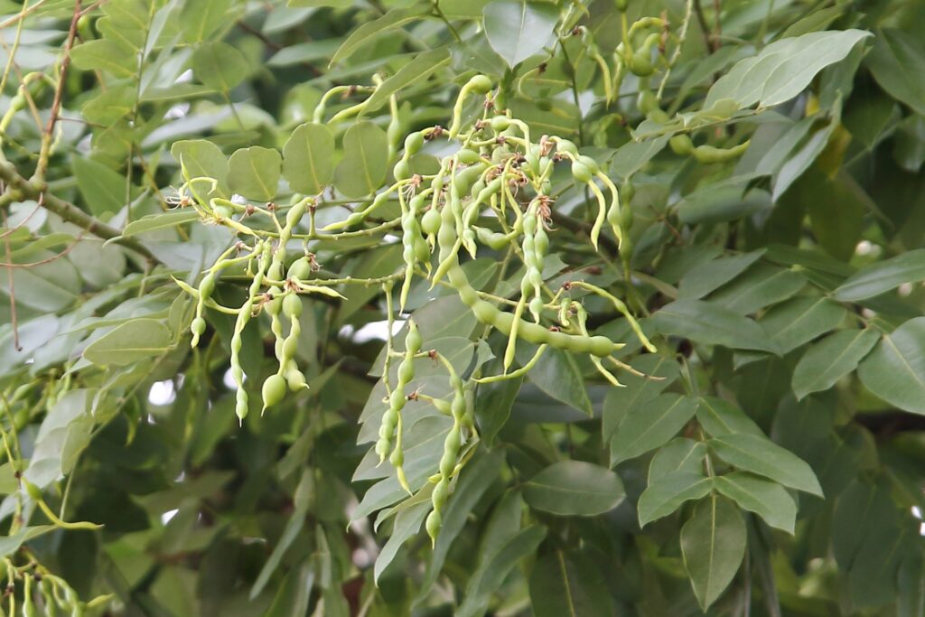 花槐とは何ですか？